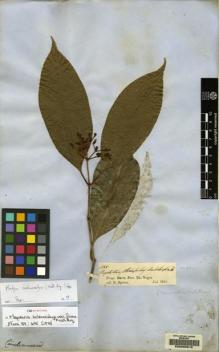 Type specimen at Edinburgh (E). Spruce, Richard: 1655. Barcode: E00085615.