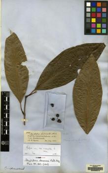 Type specimen at Edinburgh (E). Spruce, Richard: 2066. Barcode: E00085616.