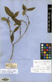Type specimen at Edinburgh (E). Gardner, George: 4729. Barcode: E00085642.