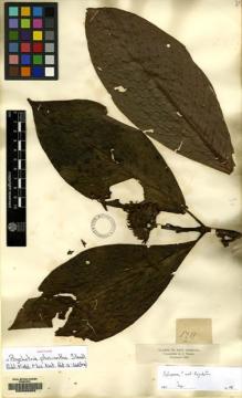 Type specimen at Edinburgh (E). Triana, Jose: 1711. Barcode: E00085653.