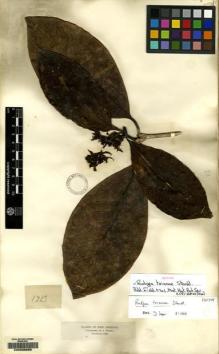 Type specimen at Edinburgh (E). Triana, Jose: 1713. Barcode: E00085655.