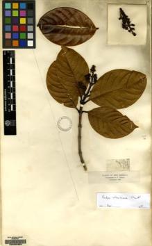 Type specimen at Edinburgh (E). Triana, Jose: 1721. Barcode: E00085658.