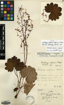 Type specimen at Edinburgh (E). Maire, Edouard-Ernest: . Barcode: E00086222.