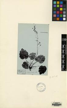 Type specimen at Edinburgh (E). Henry, Augustine: 9118. Barcode: E00086223.