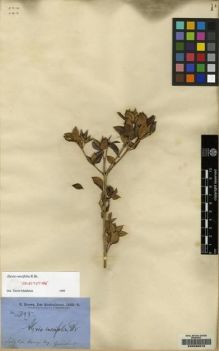 Type specimen at Edinburgh (E). Brown, Robert: 2855. Barcode: E00086579.