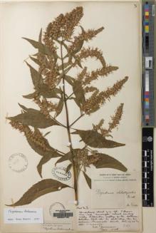 Type specimen at Edinburgh (E). Forrest, George: 875. Barcode: E00087126.