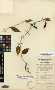 Type specimen at Edinburgh (E). Yu, Tse-tsun: 19973. Barcode: E00087186.
