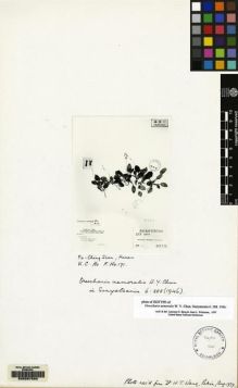 Type specimen at Edinburgh (E). Ho, K.C.: 171. Barcode: E00087520.