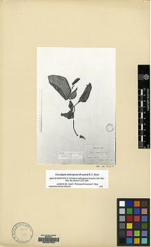 Type specimen at Edinburgh (E). d'Orleans, Henri: . Barcode: E00087529.