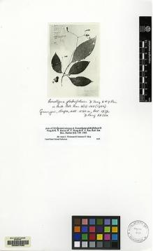 Type specimen at Edinburgh (E). Fang, D.: 22364. Barcode: E00087530.