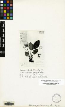 Type specimen at Edinburgh (E). Lau, S.: 25439. Barcode: E00087535.