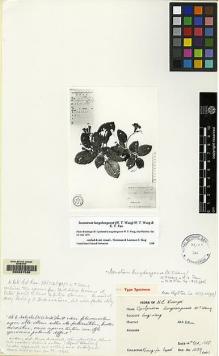 Type specimen at Edinburgh (E). : 1059. Barcode: E00087536.