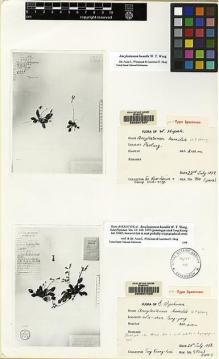 Type specimen at Edinburgh (E). : 59043. Barcode: E00087538.