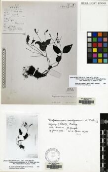 Type specimen at Edinburgh (E). Chen, W.L.: 10777. Barcode: E00087540.