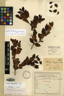 Type specimen at Edinburgh (E). Esquirol, Joseph: 1508. Barcode: E00087715.