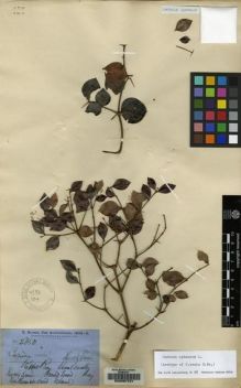 Type specimen at Edinburgh (E). Brown, Robert: 2850. Barcode: E00087721.