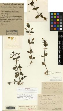 Type specimen at Edinburgh (E). Bodinier, Emile: 1530. Barcode: E00088057.
