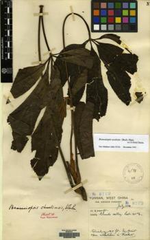 Type specimen at Edinburgh (E). Forrest, George: 8702. Barcode: E00088786.