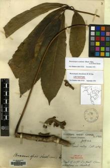 Type specimen at Edinburgh (E). Forrest, George: 8702. Barcode: E00088788.