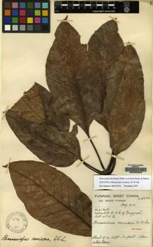 Type specimen at Edinburgh (E). Forrest, George: 8856. Barcode: E00088806.