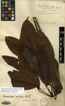 Type specimen at Edinburgh (E). Forrest, George: 8297. Barcode: E00088809.