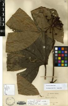 Type specimen at Edinburgh (E). Kerr, Arthur: 7335. Barcode: E00088841.