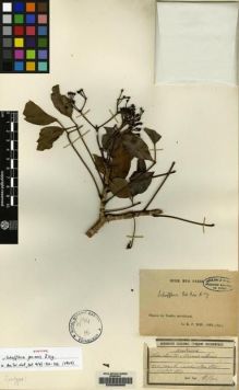 Type specimen at Edinburgh (E). Bon, Henri: 2320. Barcode: E00088860.