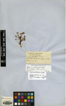 Type specimen at Edinburgh (E). Jameson, William: 496. Barcode: E00088894.