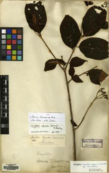 Type specimen at Edinburgh (E). Roxburgh, William: . Barcode: E00088982.