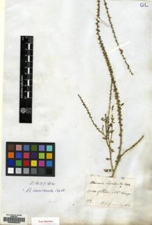 Type specimen at Edinburgh (E). Cuming, Hugh: 173. Barcode: E00089067.