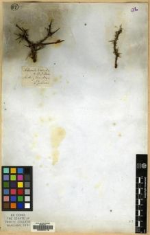 Type specimen at Edinburgh (E). Gillies, John: . Barcode: E00089119.