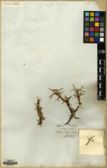 Type specimen at Edinburgh (E). Gillies, John: . Barcode: E00089121.