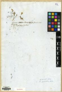 Type specimen at Edinburgh (E). King, Philip: . Barcode: E00089132.