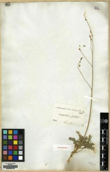 Type specimen at Edinburgh (E). Cuming, Hugh: 201. Barcode: E00089150.