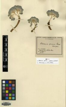 Type specimen at Edinburgh (E). Werdermann, Erich: 210. Barcode: E00089179.