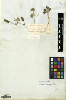 Type specimen at Edinburgh (E). Gillies, John: . Barcode: E00089185.