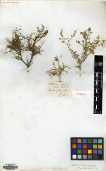 Type specimen at Edinburgh (E). Gillies, John: . Barcode: E00089189.