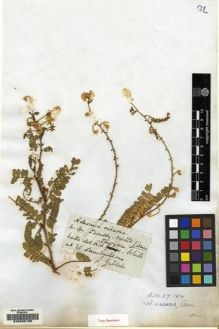 Type specimen at Edinburgh (E). Gillies, John: . Barcode: E00089196.