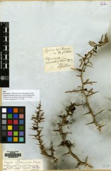 Type specimen at Edinburgh (E). Gillies, John: . Barcode: E00089379.