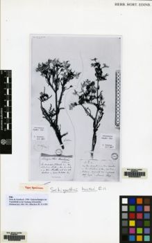 Type specimen at Edinburgh (E). Gillies, John: . Barcode: E00089590.