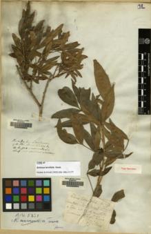 Type specimen at Edinburgh (E). Gillies, John: . Barcode: E00089954.