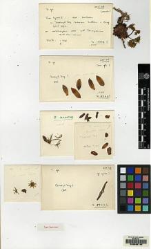 Type specimen at Edinburgh (E). Davis, Peter: 15923B. Barcode: E00090745.