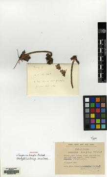 Type specimen at Edinburgh (E). Khan, Salar; Prance, Ghillean T.; Ratcliffe, Dennis: 724A. Barcode: E00090756.