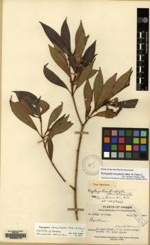 Type specimen at Edinburgh (E). Liang, H.Y.: 62530. Barcode: E00090770.