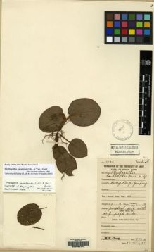 Type specimen at Edinburgh (E). Chung, H.H.: 3596. Barcode: E00090772.