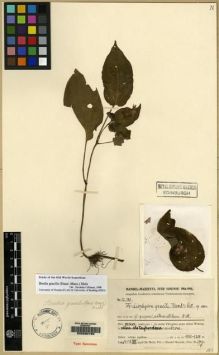 Type specimen at Edinburgh (E). Handel-Mazzetti, Heinrich: 12380. Barcode: E00090795.