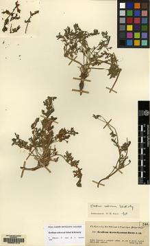 Type specimen at Edinburgh (E). Kotschy, Carl (Karl): 248. Barcode: E00091310.