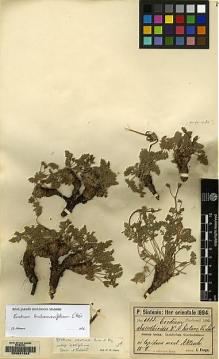Type specimen at Edinburgh (E). Sintenis, Paul: 6059. Barcode: E00091342.