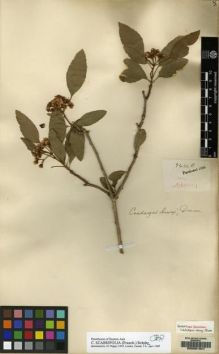 Type specimen at Edinburgh (E). Henry, Caroline: 9426B. Barcode: E00091347.