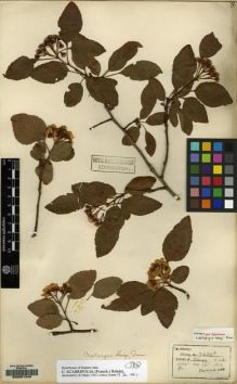 Type specimen at Edinburgh (E). Henry, Caroline: 9426B. Barcode: E00091348.